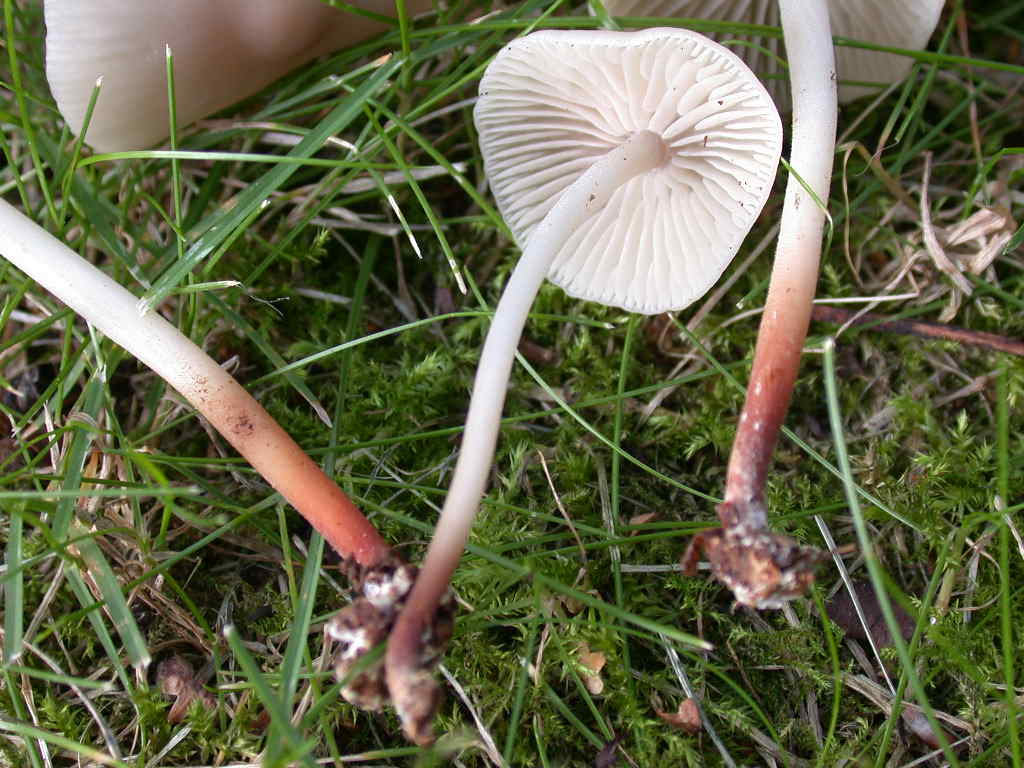 Marasmius wynnei